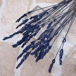 30本！ラベンダー(プリザーブド）ミニ(S)サイズ ヴェルデッシモ