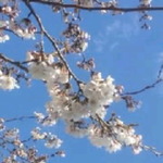 mintleafさま専用ページ