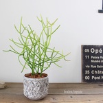 ☆20％オフ!! ＜ミルクブッシュ＞シャビーシックな植木鉢　現品
