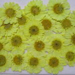 ✿押し花素材　お試し用マーガレット✿　　❀JHB-205