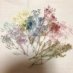 ハーバリウム花材かすみ草