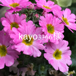 kayo3366様