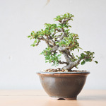 小品盆栽 長寿梅(赤花)小石原鉢 no.150