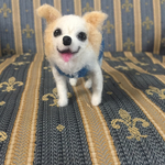 羊毛フェルト チワワ