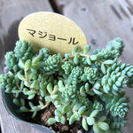 マジョール♡セダム