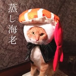猫の寿司かぶり(蒸し海老)