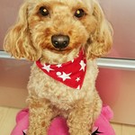 ペット用バンダナ 犬・猫 兼用  送料無料