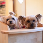 テーブル付ワンちゃん専用チェアDogChair【ナチュラル・飛び出し防止リード２本】