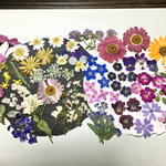 【ワンコイン】押し花カラフルセット      花琳