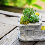 透けるハオルチア２種類植え