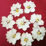 ホワイトのラクスパーの押し花素材