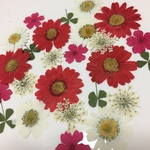 押し花☆レッド系25枚セット