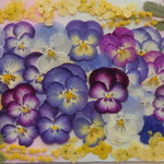 ★　ビオラいろいろ１　押し花素材　★