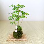 「シマトネリコとユキノシタ」の苔玉
