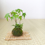 「モミジ」と「ヒナソウ」の苔玉