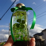 本物のクローバー入り　二層ハーバリウム　幸運のお守り、おすそわけ