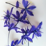 春のお花のドライフラワー