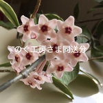 のぐ工房さま同送分　ミナペルホネン タンバリン シンプルバッグ