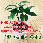送料無料 梛 なぎ 入荷！ 観葉植物 根付き苗 縁結び 直虎 NHK大河ドラマ