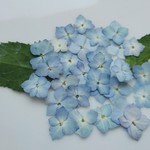 🌼再販🌼押し花素材。てまりアジサイ🌼