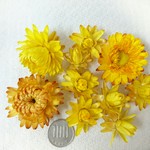 ドライフラワー　ヘリクリサム　イエロー