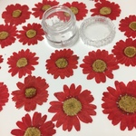 押し花☆ノースポール☆レッド10枚☆レジン