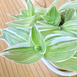 送料無料 トラディスカンチア アルビフロラ 緑と白のストライプの葉♪ 観葉植物