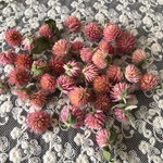 千日紅(ピンク)ドライフラワー
