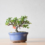 小品盆栽 長寿梅(赤花) no.163