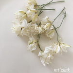ラクスパー  ホワイト (お花のみ)