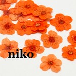 小さな押し花✿コデマリ/オレンジ