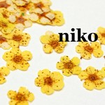 小さな押し花✿コデマリ/イエロー