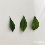 ラスカス   フレッシュグリーン (葉のみ)