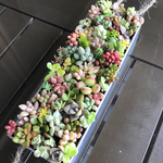 多肉植物 寄せ植え ブリキ缶① 15×5×3cm モリモリ
