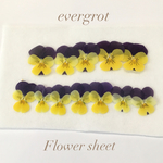 【限定発売】国産ビオラ押し花 