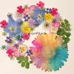 72.押し花アソート〜カラフル系 レインボーガーベラ 小花 mix 押し花 素材