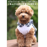 ★5/26（土）夜21：00販売★☆看板犬ココちゃんバースデーSALE♥どれでもお好きなお洋服２着選んで3900円♪送料無料♪【先着５名様限定】