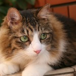 追加料金（発送方法変更・再発送・追加）