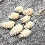 【新商品】ポアプランツ×ホワイト