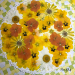 ♡new♡ 送料無料！¥1070 ♡たっぷり押し花セット♡