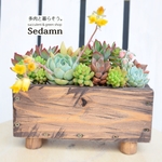 vintageボックスに多肉植物の寄せ植え(ハーフ)