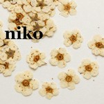 小さな押し花✿コデマリ/ホワイト