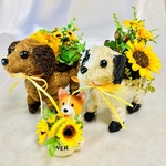 ヒマワリ🌻多肉🌿ダックスちゃん🐶アイボリー
