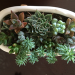 多肉植物