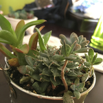 多肉植物