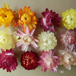 　フラワーパーツBLUGRA インスタ映え花材 52 ヘリクリサム12輪 