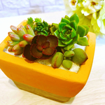 多肉植物 寄せ植え セール中