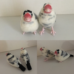 オーダー品 文鳥