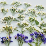 押し花素材。アリッサム🌼