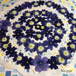 ♡new♡作家様必見♡ 人気のバーベナがいっぱい♡ 押し花セット
